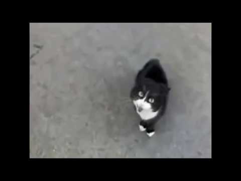 Earrape Cat (WARNING: VERY LOUD)