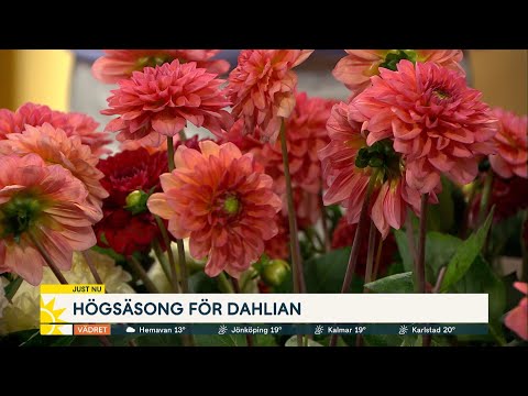 Video: Dahlior: Plantering Och Vård