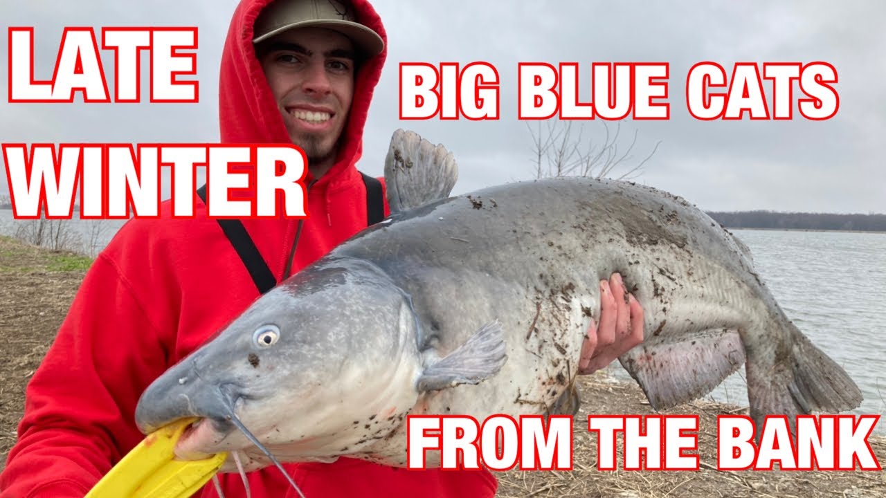 Catching BIG Late Winter BLUE CATS!!!!