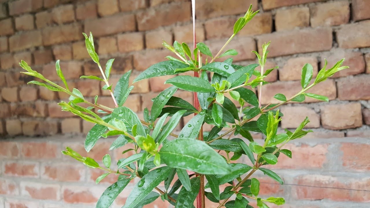 How to prune pomegranate - YouTube