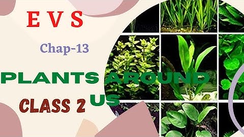 //PLANTS AROUND US/Chapter 13/CLASS 2//E V S //
