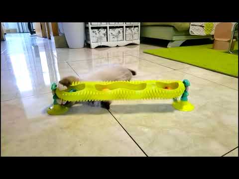 Игрушка для кота "Погремушка"