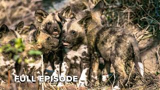 Puppy Lost in Predator Territory | Wild Dogs: Running With The Pack 103