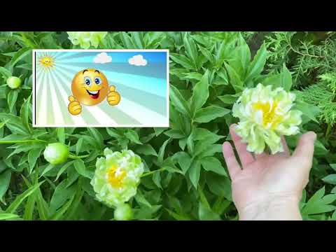 🌸ЦВЕТЕНИЕ ПИОНОВ! 🌸Мой
