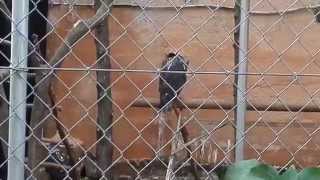 zoo Majorca