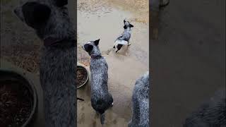 There Is Always One In The Bunch #blueheeler #australiancattledog #dog