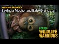 Orangutan baby and mother saved 4k  borneo wildlife warriors s02e05  sztv