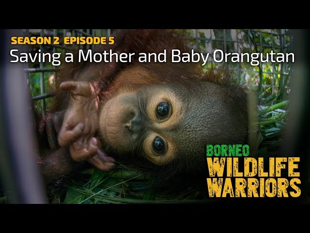 Orangutan Baby and Mother Saved [4K], Borneo Wildlife Warriors (S02E05)