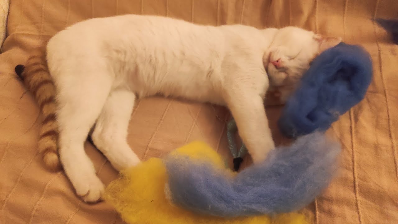 Аn ordinary day with Casper 