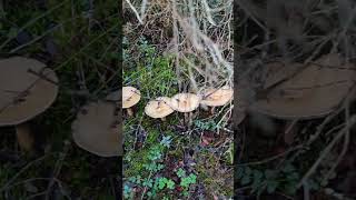 Doğanın Bando Takımı: Ebişkeler Sıraya Dizilmişti