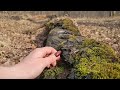 Real Forest ASMR 🌲 Soft Moss & Relaxing Nature Walking (No Talking)