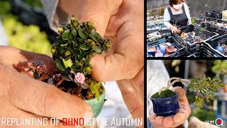 How to plant in a small pot [Bonsai Q]