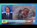 American influencers break into zoo enclosure housing beloved viral monkey Punch