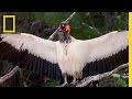 King Vultures | National Geographic