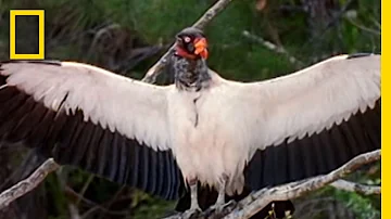 King Vultures | National Geographic