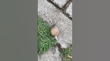 Snail after Rain #shorts #snails #cyprus #northcyprus