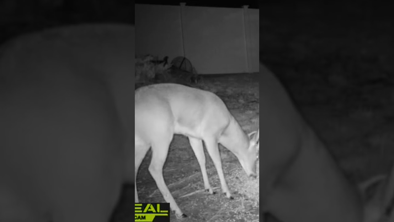 Simon says, "Raise your rear right hoof."     