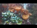 Sony Bloggie (MHS-CM5) Test Footage using Saltwater Reef Tank