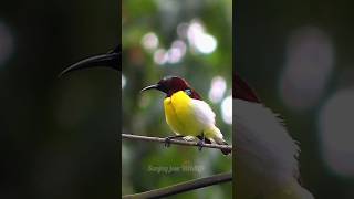 Download Lagu Burung Madu Ungu - Lagu \u0026 Perilaku Kawin | suara burung madu | panggilan burung madu berpantat ungu | suara burung MP3