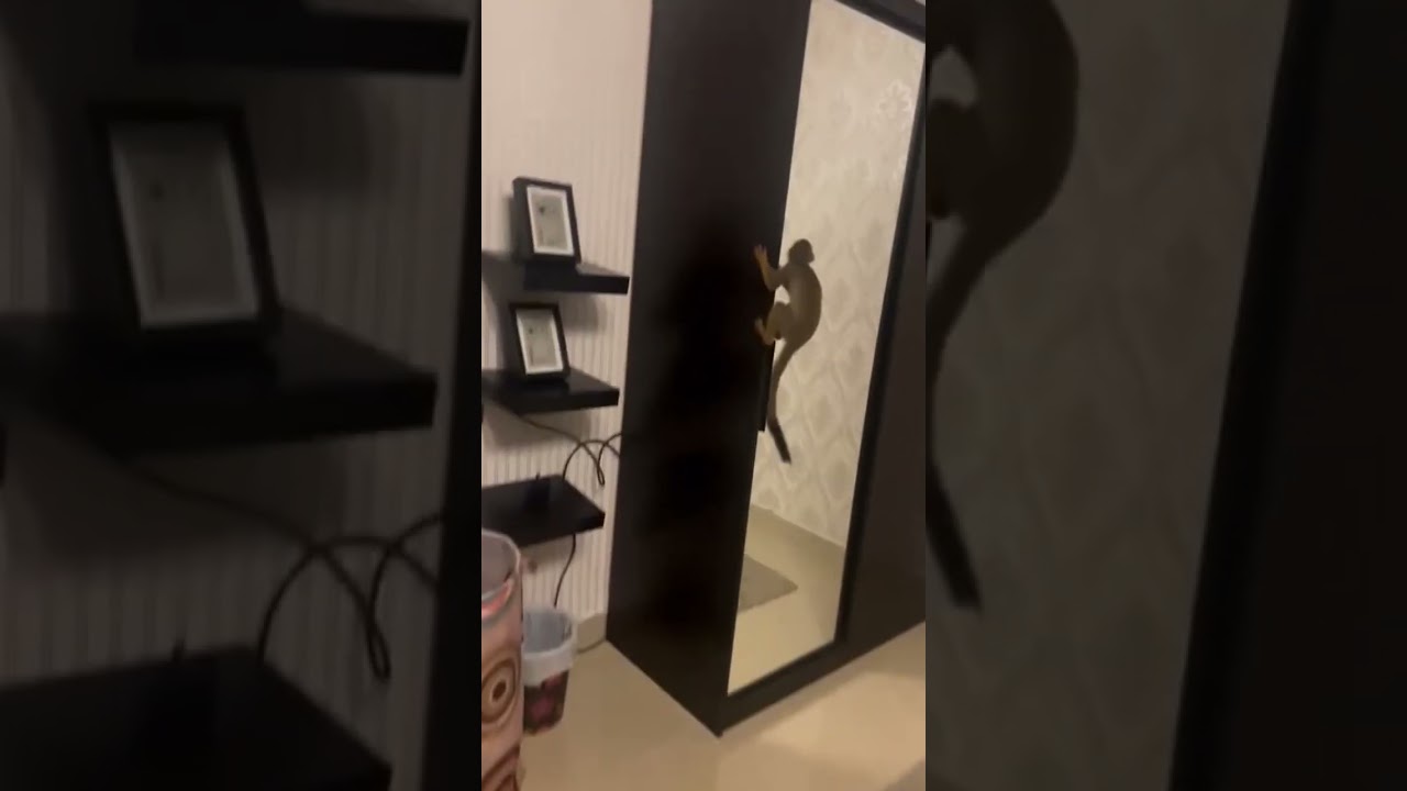 Squirrel monkey 🐒 