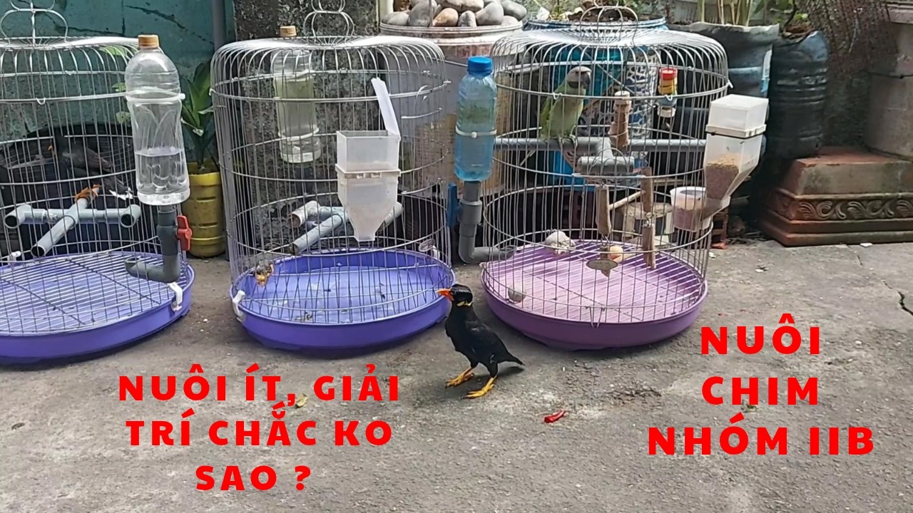Nuôi Động Vật Nhóm IIB II Đàn Thú Cưng Vẫn Khỏe Mạnh Sau Tết II Group IIB animals@KhiNguyen Vlog