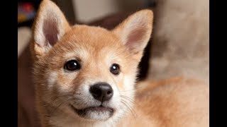 Cuteness of Cute ;)