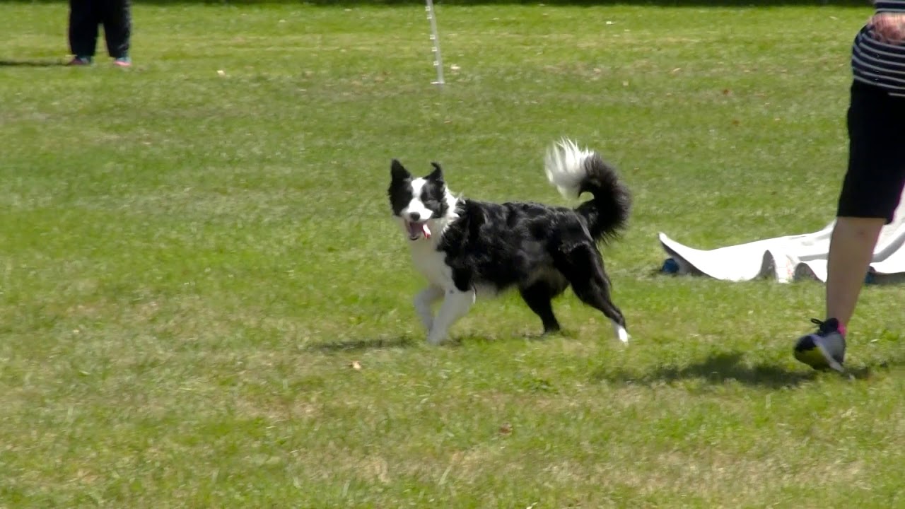 Dog day Sunday at Kawerau YouTube