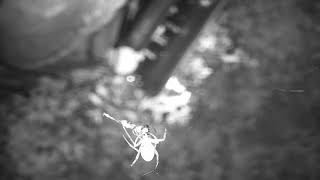 Djuma Spider Feeding On Something Caught In Its Web - 2145 - 040921