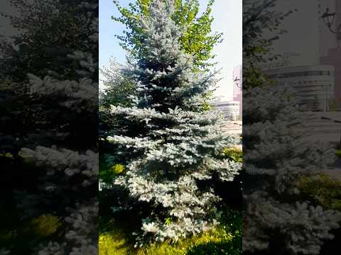 #доброеутро #видео #рекомендации #врек #живи_в_моменте #красотавокруг