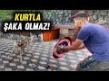 AKIN KIRKIZA KURTLARLA KIŞKIRTMA-AZ DAHA KAPIYORDU!