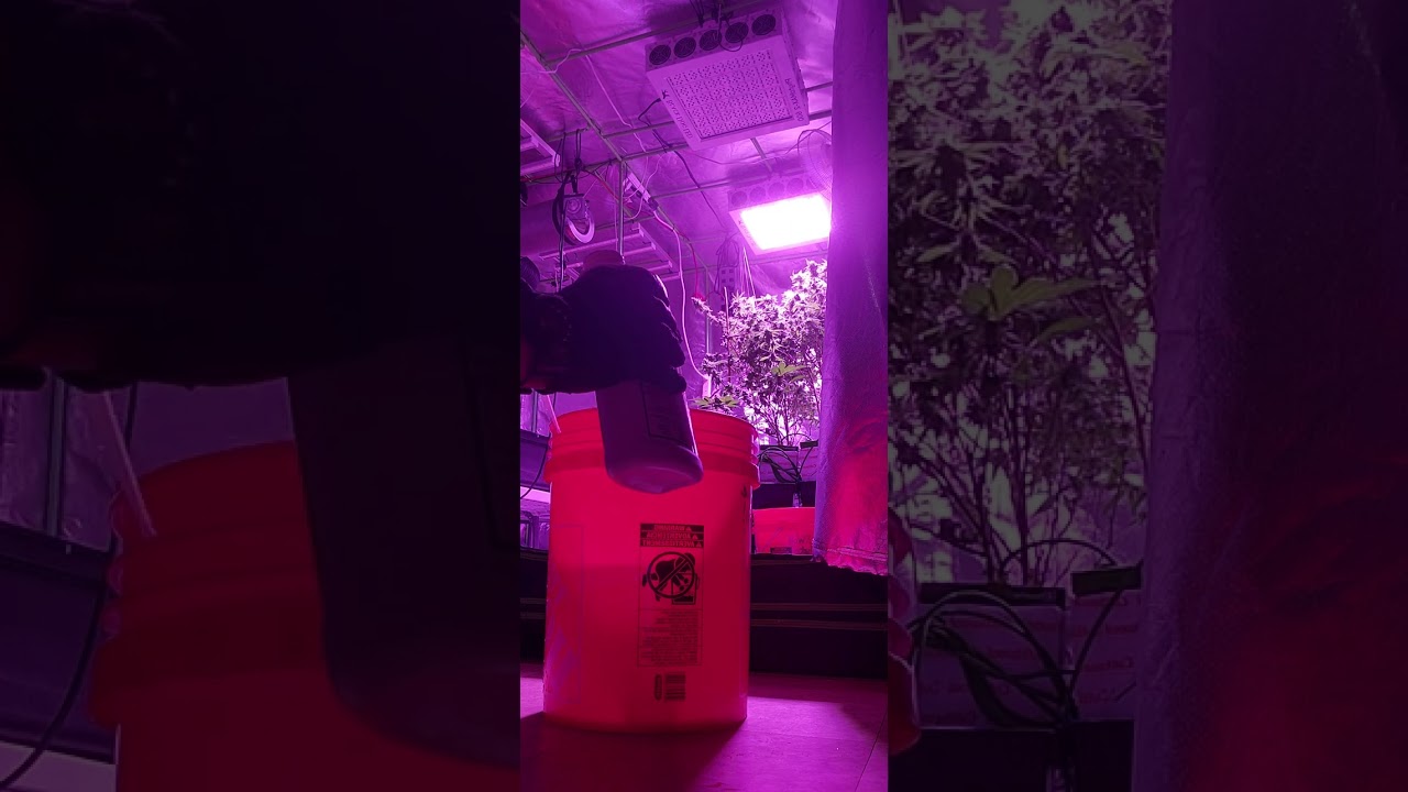 Mixing  House and Garden