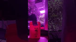 Mixing  House and Garden
