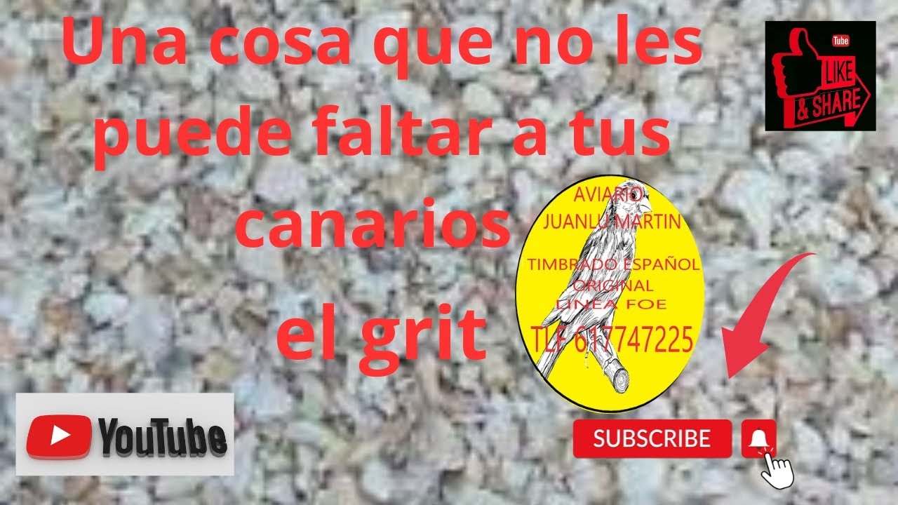El grit de importancia vital para los canarios YouTube