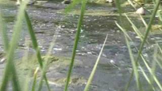 Freshwater Biome