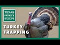 Turkey Trapping, Tagging, and Research - Texas Parks and Wildlife [Official]