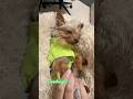 Goodnight from little Ralphie #goodnight #yorkie #dogshorts #goodnightvideo #puppy   🤗😴