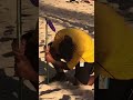 🌸🏝️ Hawaiian Monk Seal Resting at Ko Olina Beach Park | Please Keep Your Distance