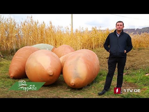 #არტიშოკი ტყემლოვანას ქვევრები საფერავის დასაღვინებლად - დიდი აგროსაქმე სოფელ ხაშმში