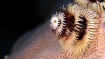 A spawning Christmas tree worm (Spirobranchus giganteus)