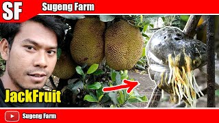 Cara Mencangkok Pohon Nangka How To air Layering JackFruit