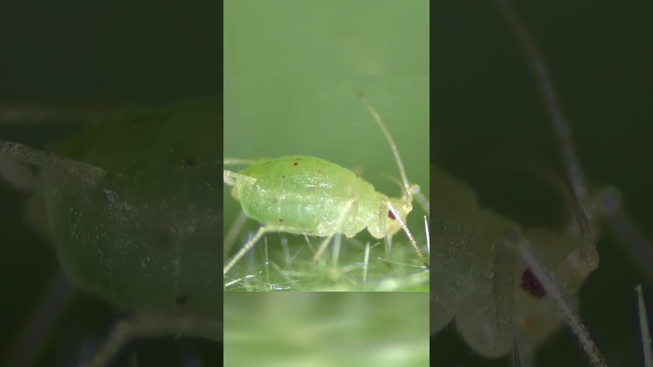 Aphids sucking sap in microscopic view! 