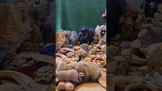 videos about animals #cat #ihavethisthingwithplants #animalphotos #cute