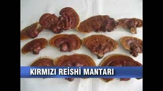 Ganderma Mantarı Uzm. Dr. Soner Dileklen