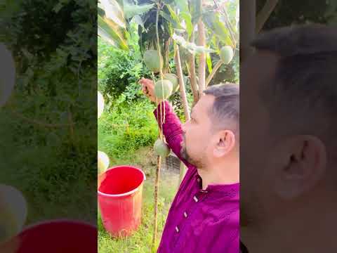 কত সুন্দর গিয়াস উদ্দিন ভাইয়ের খামারের আমগুলো।