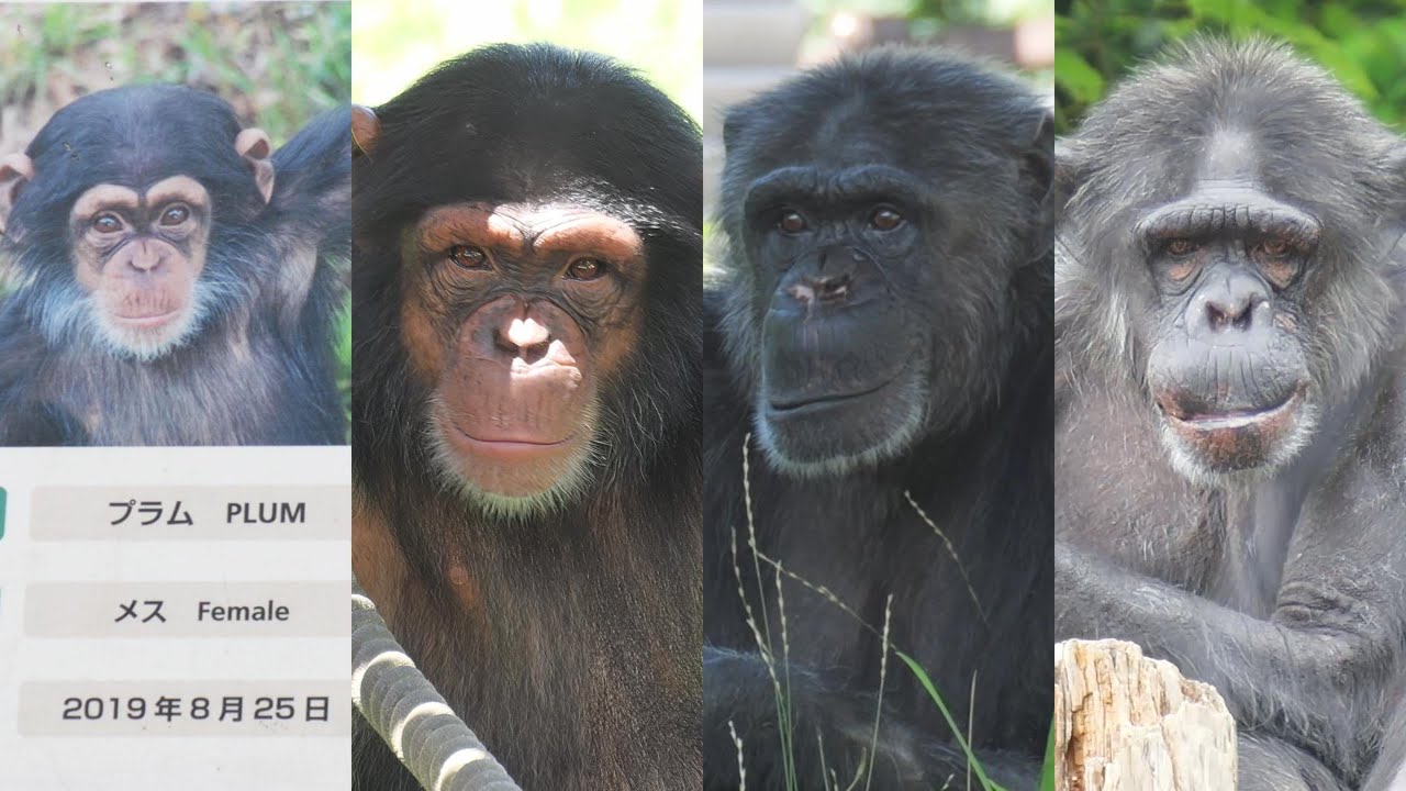凛々しき プラムファミリー　多摩動物公園　チンパンジー　202507