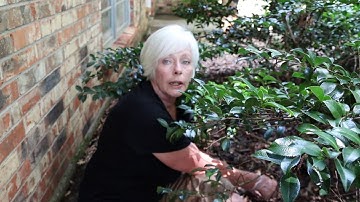 Control of Vines in Home Landscape