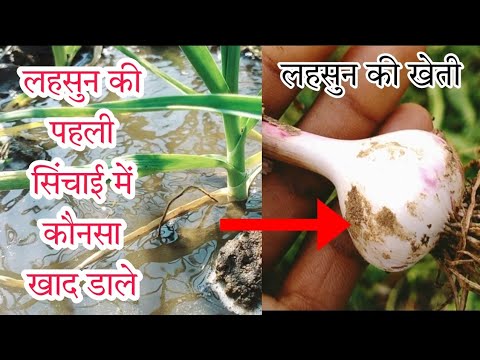 लहसुन की पहली सिंचाई में कौनसा खाद डाले।लहसुन का कंद कैसे बड़ा करे।lahsun ki kheti kese kare.#lahsun