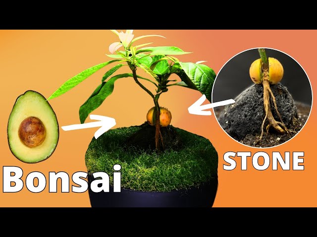 buy philodendron tetrasperma Rhaphidophora tetrasperma 4in Mini Monstera