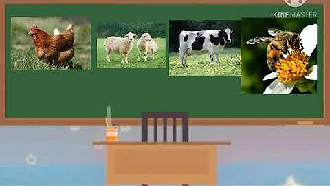 Quais os alimentos que os animais fornecem?