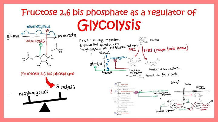 Fructose 2 6 bis phosphate (F26BP) and regulation of glycolysis pathway